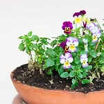 Гостевой дом Piumablu 3*
